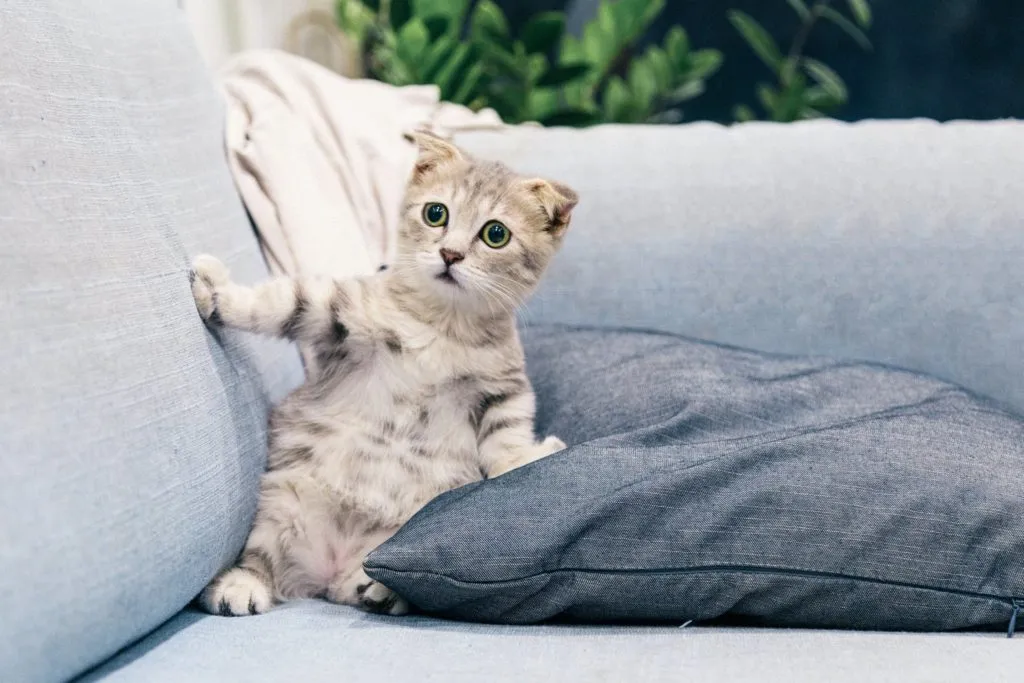 500px Chat Surpris